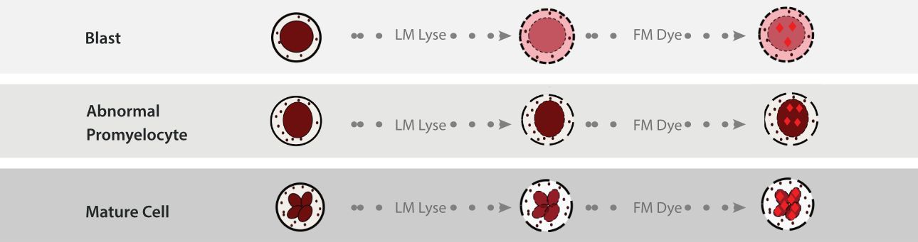 The mechanisms of LM Lyse and FM Dye