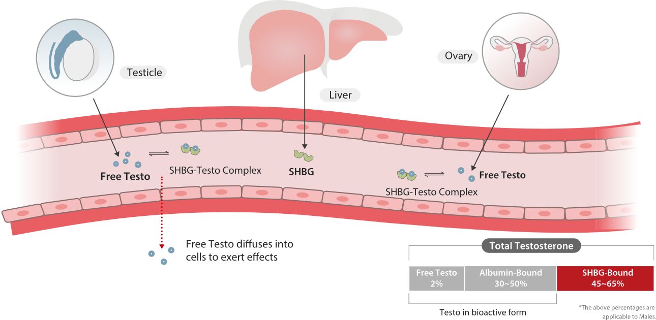 Testosterone and SHBG Regulation Mechanism in Blood Circulation