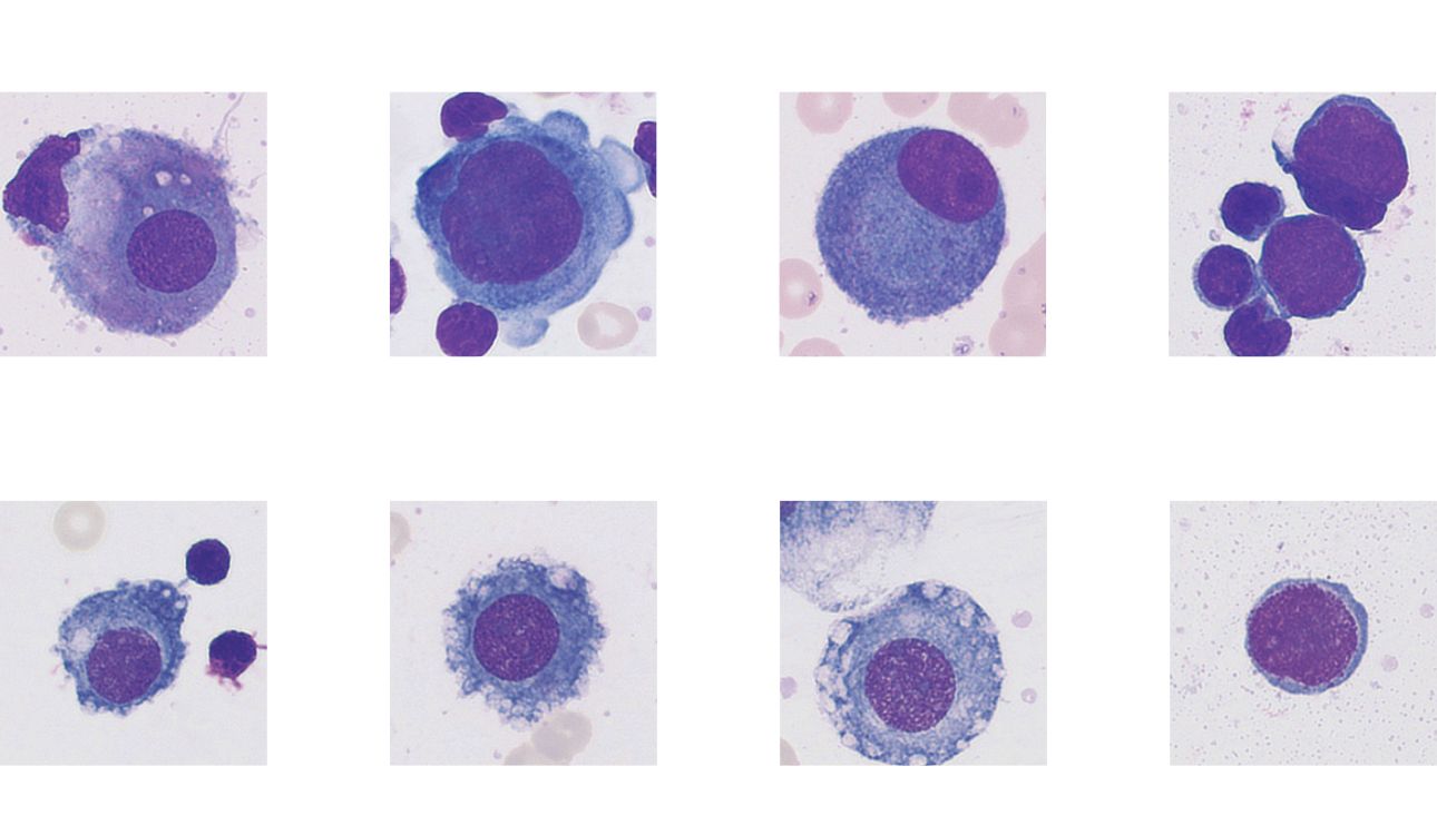 Display the ultra clarity and authenticity of each cell - Body Fluid