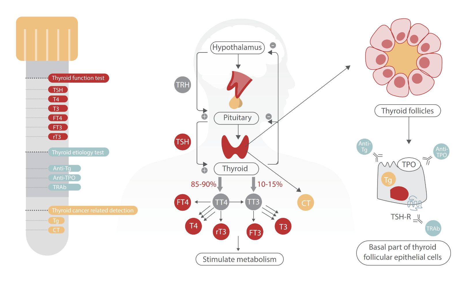 thyroid-clia